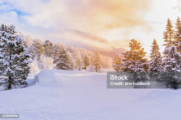 Firs With Sunrise Winter Stock Photo - Download Image Now - Winter, Snow, Landscape - Scenery