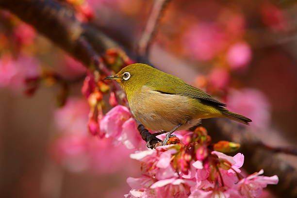 istock Kawazu cherry tree and white-eye 511999322