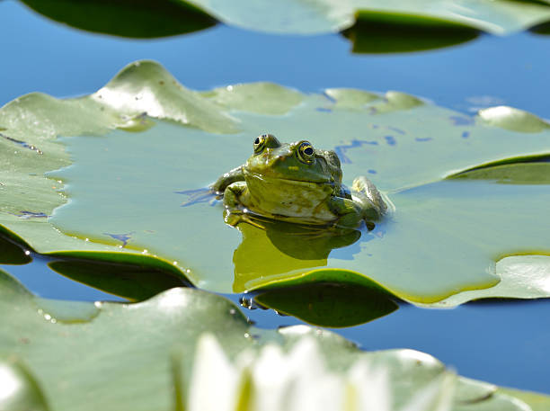 istock Marsh frog among waterlilies in the pond 511999658