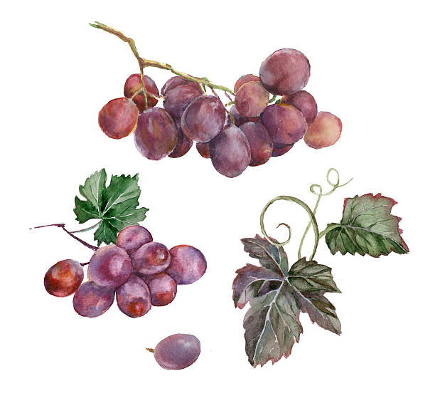 illustrations, cliparts, dessins animés et icônes de aquarelle tas de raisin. - grape leaf