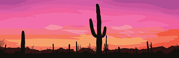 mexikanische wüste sonnenuntergang mit kaktus. vektor-illustration. - desert cactus mexico arizona stock-grafiken, -clipart, -cartoons und -symbole