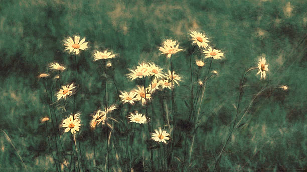 istock Digital art, paint effect, wild daisies flower, blur, grunge texture 512001414