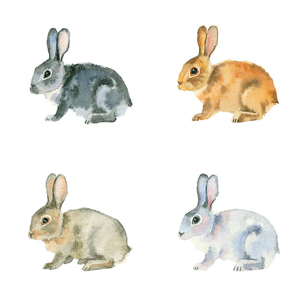 ilustraciones, imágenes clip art, dibujos animados e iconos de stock de conjunto de acuarela conejos. - conejo animal