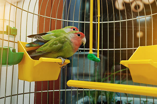 istock Rosy Faced Lovebird parrot in a cage 512001818