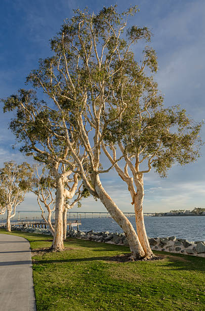 istock Trees at the edge of water 512001956