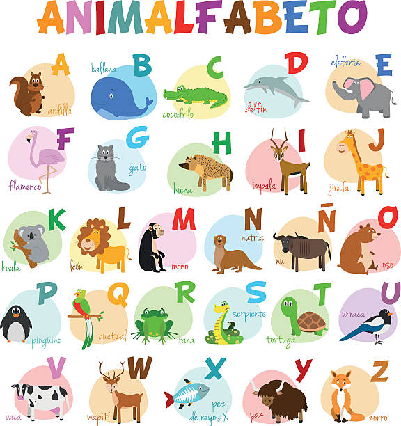 Cute Cartoon Zoo Illustrated Alphabet With Funny Animals Spanish Alphabet  Stock Illustration - Download Image Now - iStock