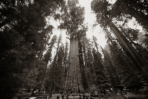 General Sherman Tree in Sequoia National Park