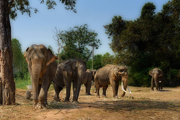 istock Asia elephent tether with chain in thailand 512003002
