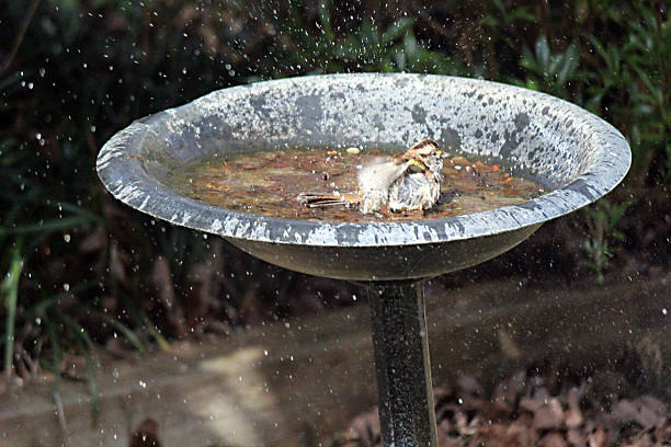 istock Bird Splashes Water Out of a Birdbath 512003516