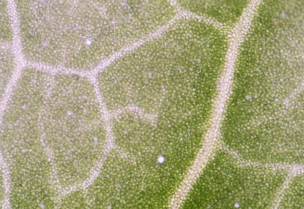 istock microscopic view of the leaf surface showing plant cells. 512003600