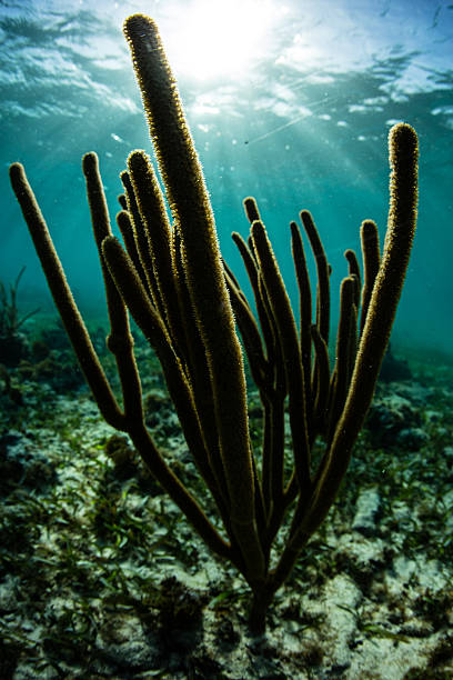 istock Sea Rods in Caribbean Sea 512003720