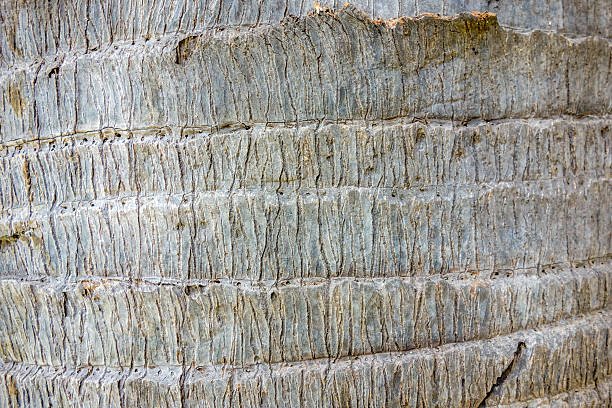 istock The close up of coconut trunk for background 512003934