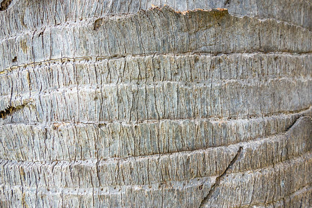 istock The close up of coconut trunk for background 512004004
