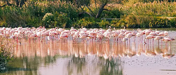 Flock of pink flamingos resting in Carmargue wetland.  Idyllic & peaceful co-existence in the Marais de Pont de Gau, parc ornithologique.  Horizontal, panorama format, copy space.