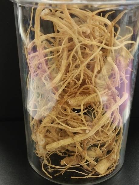 istock Clear bottle of ginseng roots 512004106