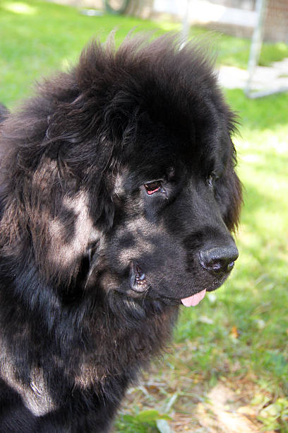 istock Canada: Newfoundland Dog Puppy 512005446