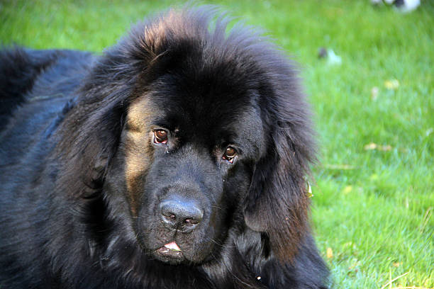 istock Canada: Newfoundland Dog Puppy 512006058