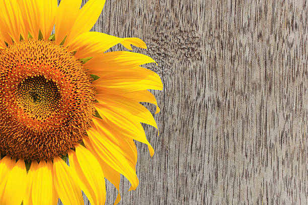 istock Sunflower on wood plank brown texture background 512006226
