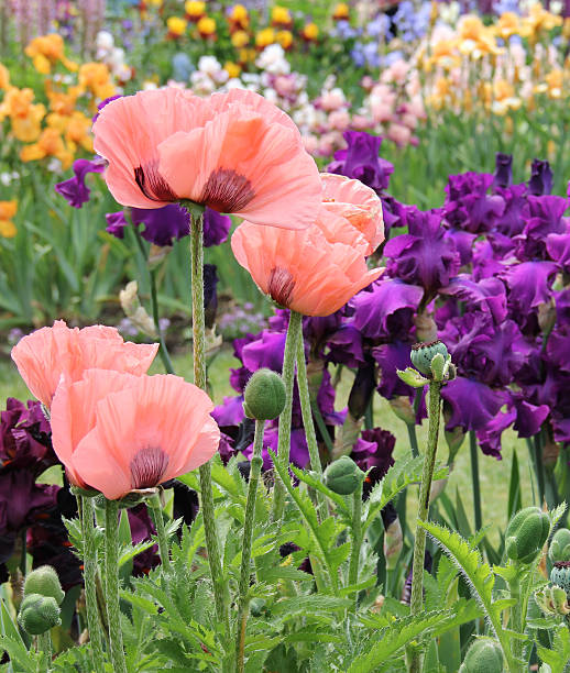 cor de pêssego poppies no domínio da íris - honeysuckle pink poppy flower plant - fotografias e filmes do acervo