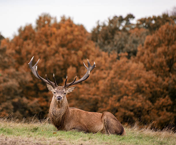 istock Red deer stag during rutting season in Autumn 512008551