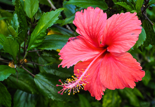 Red Hibiscus flower in Thailand