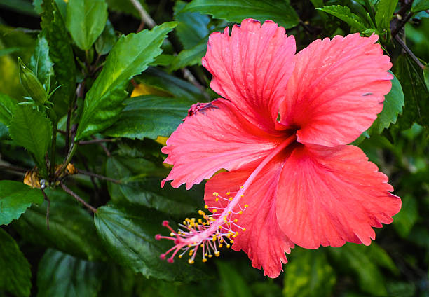 Red Hibiscus flower Red Hibiscus flower in Thailand 1234 stock pictures, royalty-free photos & images
