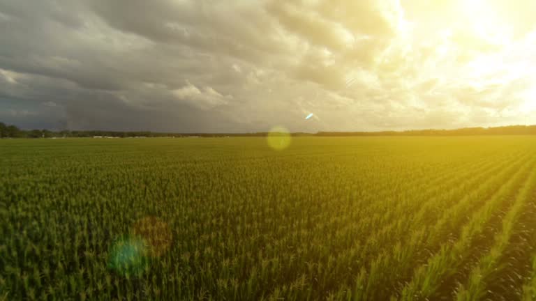 Flying over a golden cornfield at sunrise sunset video clip