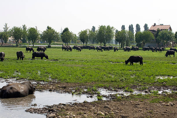 istock Buffaloes in a muddy water 512011541