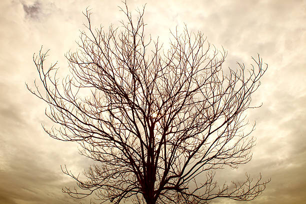istock detail of dry tree branch on cloudy sky 512012049