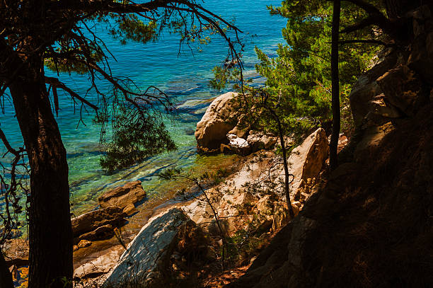 Krajobraz-ocean, kamienie i drzew-czysta Natura – zdjęcie