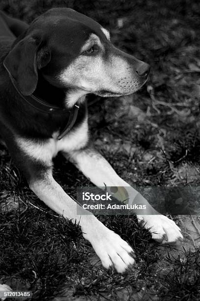 Dog In Black And White 1 Stock Photo - Download Image Now - Animal, Black And White, Dog