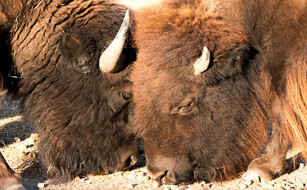 american buffalo jedzenie - josh_thompson zdjęcia i obrazy z banku zdjęć