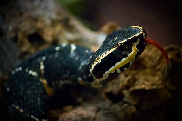 black wąż z czerwoną język - josh_thompson zdjęcia i obrazy z banku zdjęć