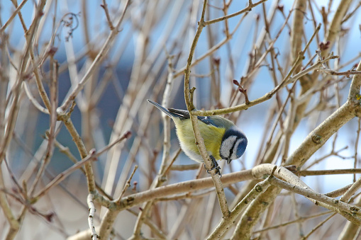 Eurasian Blue Tit bird (Parus Caeruleus) bowing on a branch with sunflower seed in between its feet