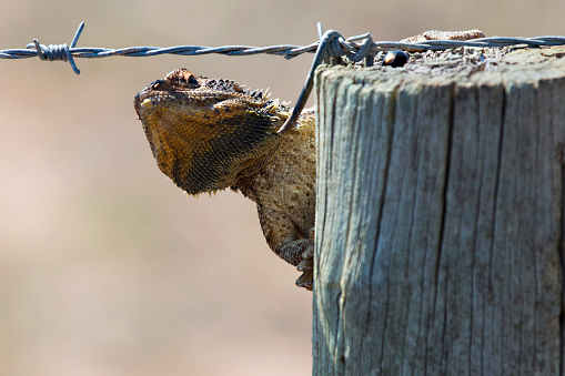 Frill neck lizard taking a fence.