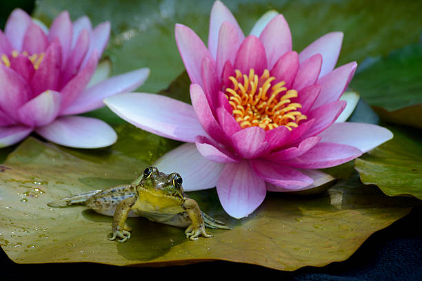 Frog sitting between pink water lillies.