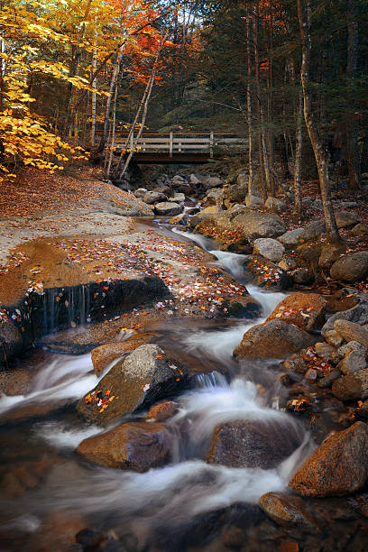istock Colorful Autumn creek 512032252