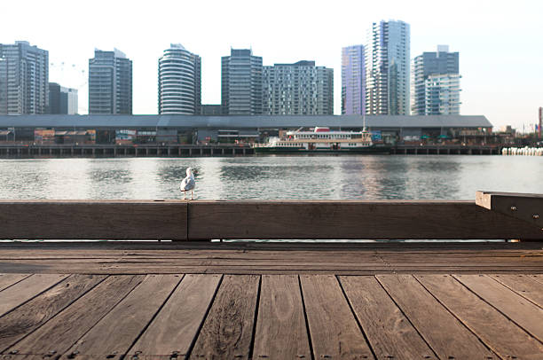 孤独です シーガルバードの上に立つ木製の手すりに docklands'の街並み - wildlife australia wing cityscape ストックフォトと画像