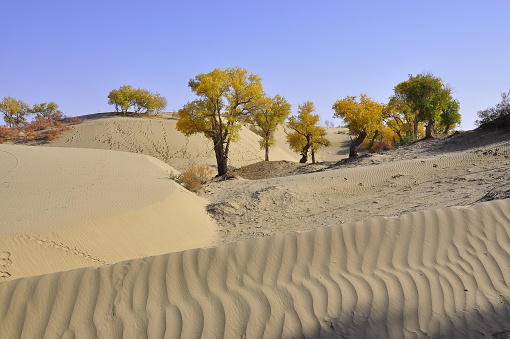 Desert poplar