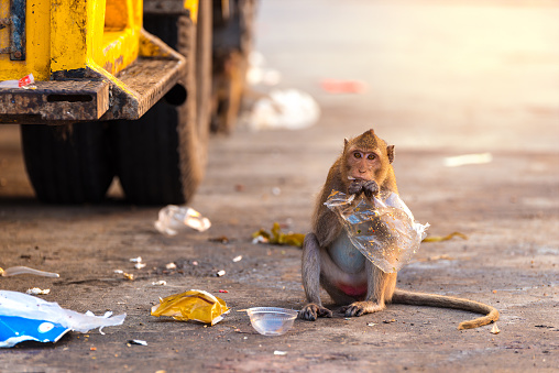Wildlife monkey eating food from plastic bag closed to garbage truck in city