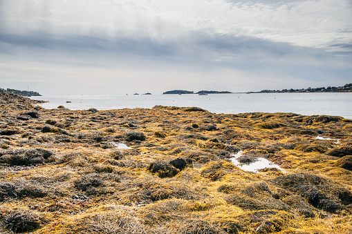 View of the seacoast at low tide, overlooking the sea grass and kelp beds on the harbor bottom.