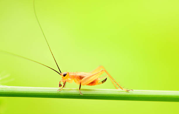 istock Cricket on green nature 512035682