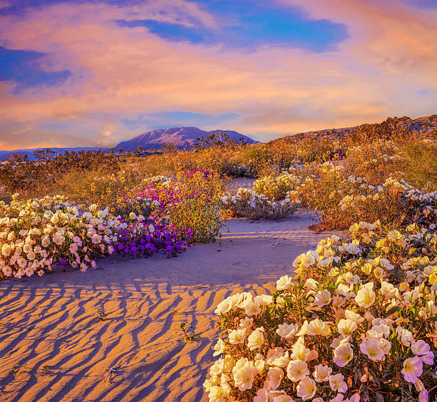 istock Anza Borrego Desert State Park Wildflowers,CA 512037110