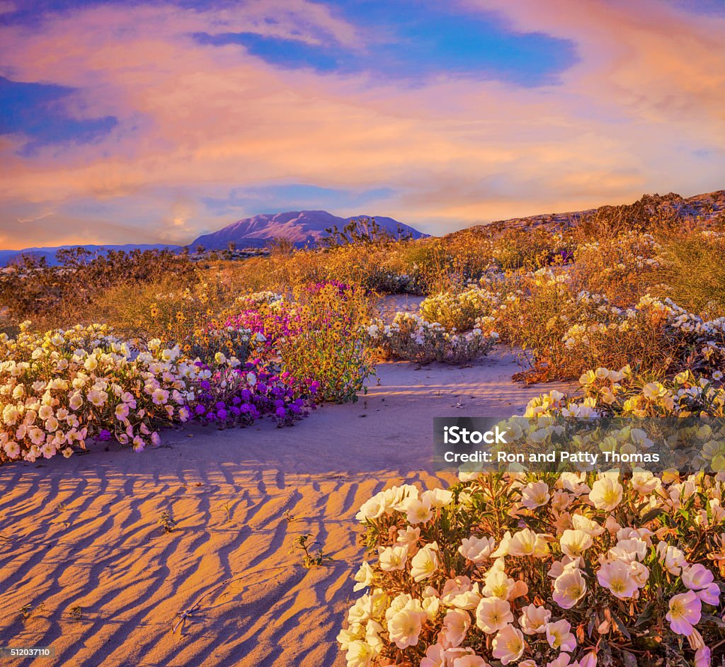 Anza Borrego Desert State Park Wildflowers,CA Spring wildflowers and sand patterns fill the foreground leading back to distant mountain and sunset cloudscape in Anza Borrego Desert State Park, California Desert Area Stock Photo