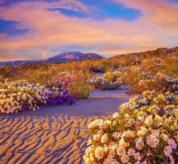 Anza Borrego Desert State Park Wildflowers,CA Spring wildflowers and sand patterns fill the foreground leading back to distant mountain and sunset cloudscape in Anza Borrego Desert State Park, California anza borrego desert state park photos stock pictures, royalty-free photos & images
