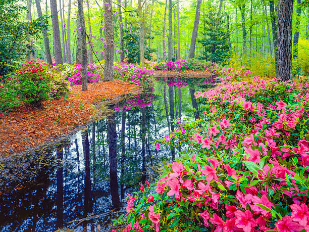Spring in Southern Woodland Garden Spring Azalea Blossoms In Southern Woodland Garden pond photos stock pictures, royalty-free photos & images