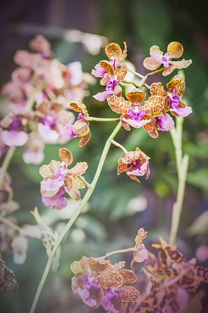 Purple and brown oncidium orchid in natural light background Purple and brown oncidium orchid in natural light background oncidium orchids stock pictures, royalty-free photos & images