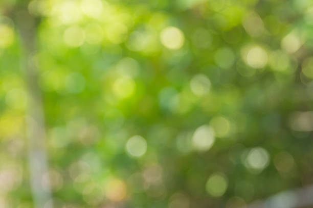 istock Blurred of nature outdoor bokeh 512037732