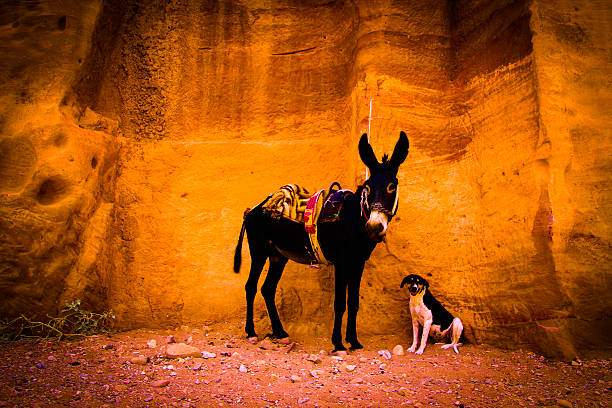 A small brown dog is getting to know and kissing a gray donkey at a donkey farm. Close-up. Toy terrier dog. Rural life with animals.