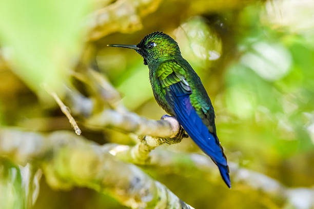 istock Beautiful Hummingbird with amazing colors 512040044